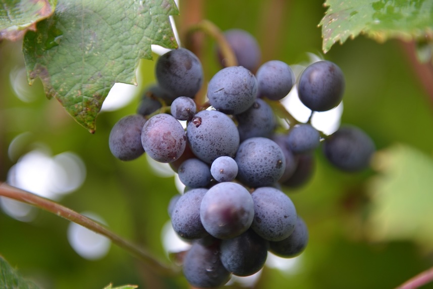 La Toscana in un bicchiere con il Chianti Giordano